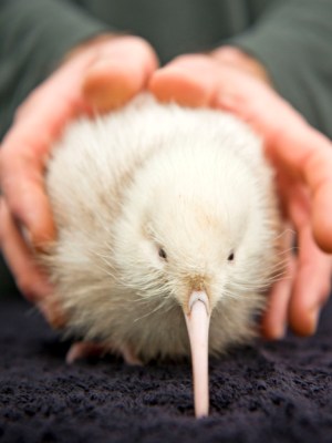 'Manukura' - a rare white kiwi hatched at Pukaha Mount Bruce Wildlife Centre.